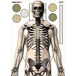 Shooting Target Skeleton, Pieces : 1, Manufacturer : polskietarcze.pl