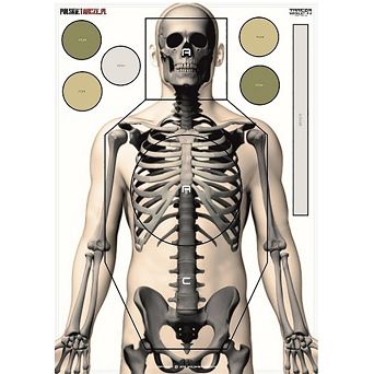 Shooting Target Skeleton, Pieces : 1, Manufacturer : polskietarcze.pl